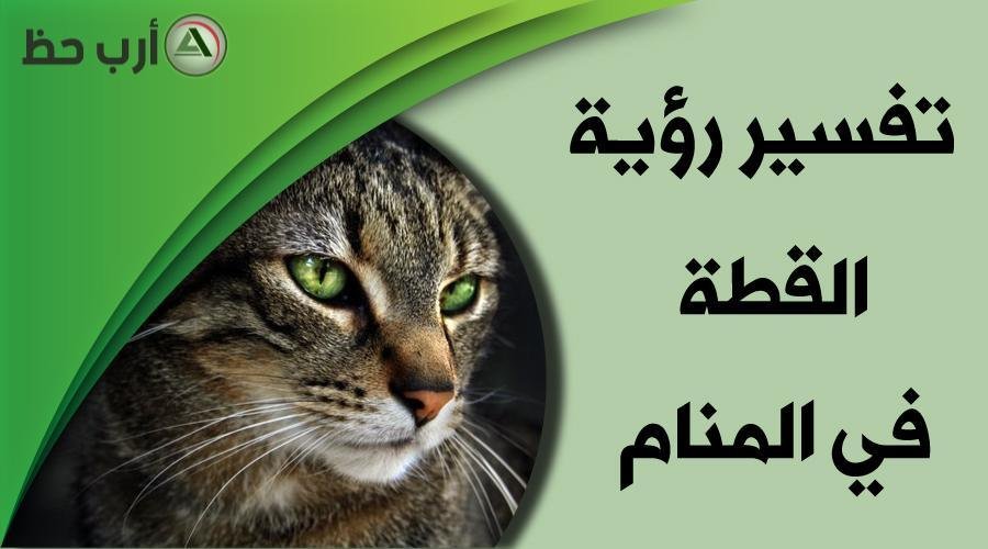 cat in dream - تفسير حلم خروج قطة سوداء: رحيل النحس؟