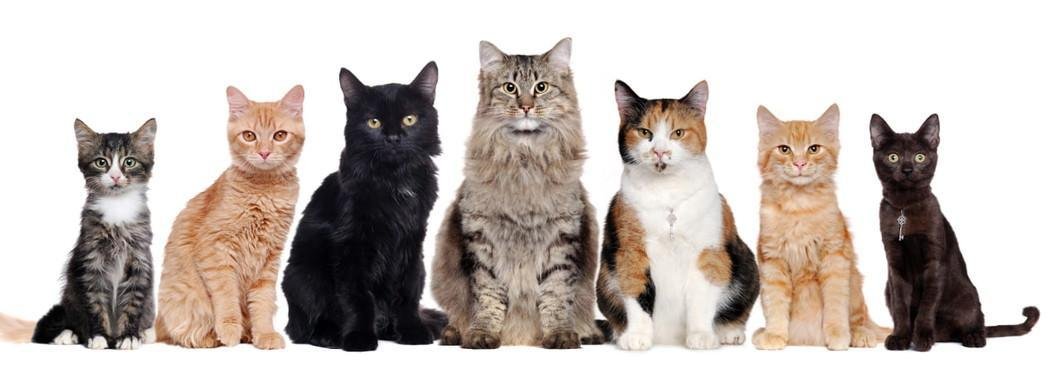 cats1 - تفسير حلم قطة كبيرة تلتهم صغيرة: ماذا يعني؟