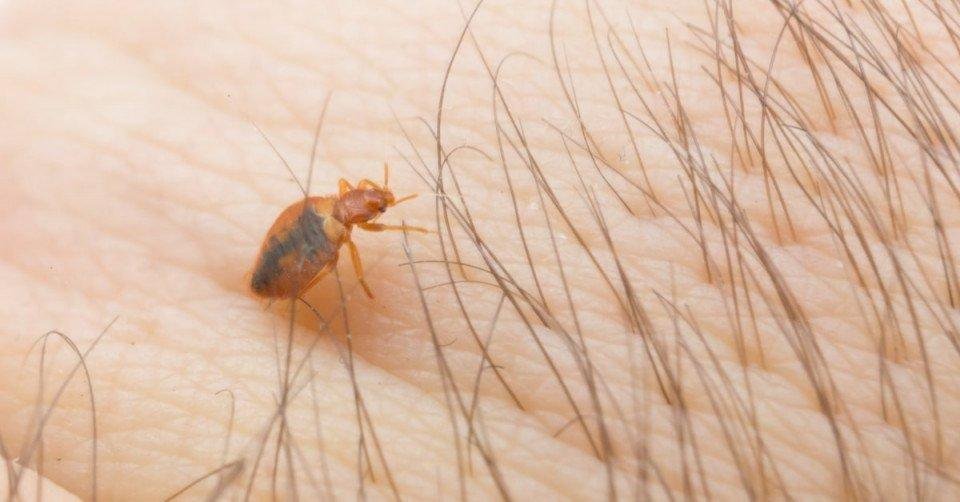 disagsjjxyc71 article - تفسير حلم شرب عصير فيه حشرات: رموز مثيرة للقلق؟