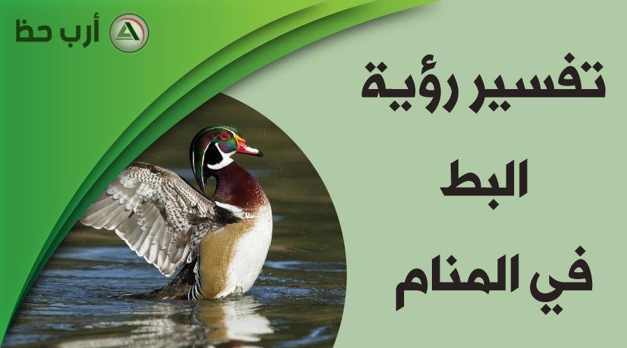 duck in dream.jpg6889cb12b6c79 - تفسير حلم كلب جائع: رموز خفية تكشفها النفس