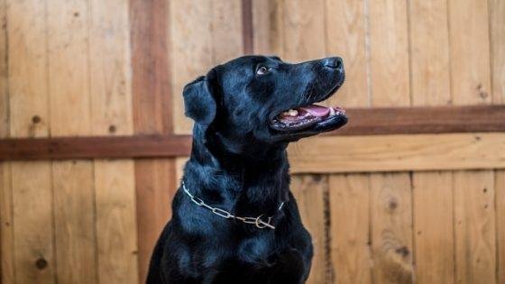 eden constantino TZzldEQIH6M unsplash 1 560x315 - تفسير حلم كلاب سوداء للعزباء: رموز خفية تكشفها