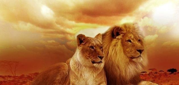 elaosboa72148.jpg66519e207f1e0 - أسرار لُغز الأسد: رحلةٌ في تأويل المنام