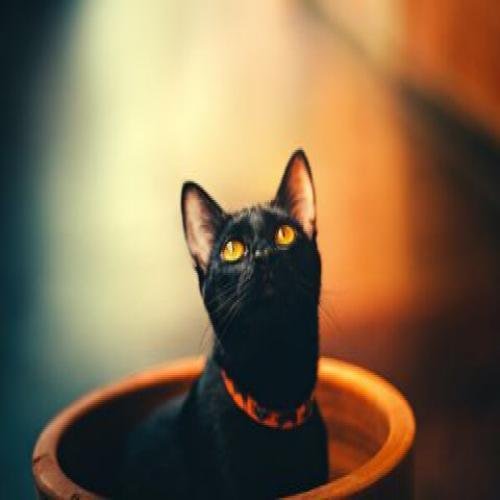 helena lopes Ew2FI 2T7Xc unsplash 1 - تفسير حلم خروج قطة سوداء: رحيل النحس؟