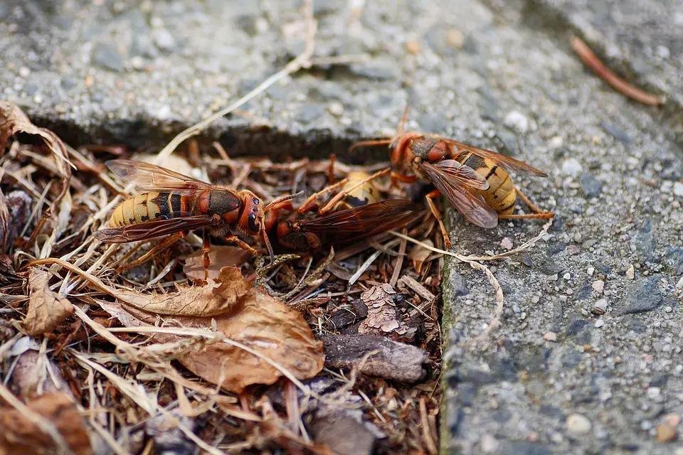 hornets 3728467 960 720 - تفسير حلم خروج حشرات من تحت الأظافر: رمز دفين؟
