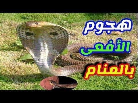 hqdefault.jpg664d4644457ac - تفسير حلم افعى طويلة جداً: رحلة في عوالم اللاوعي