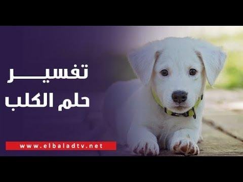 hqdefault.jpg68802be4e6199 - تفسير حلم كلب في منزل العزباء: رموز ودلالات