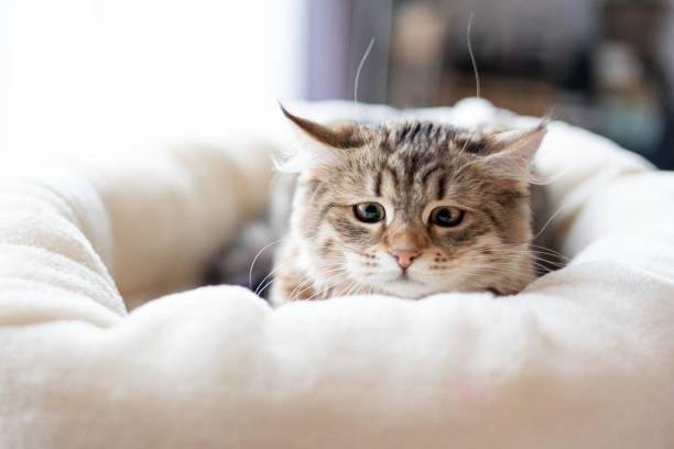 inbound1950588496522569880.jpg66380df25f856 - تفسير حلم مساعدة قطة صغيرة: رمز للشفاء؟