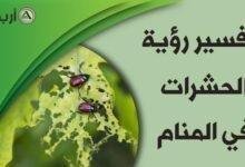 insects in dream 220x150.jpg6882588c7d532 - تفسير حلم يخرج من جسمي حشرات: رموز خفية؟