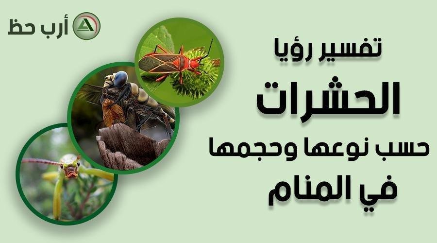 insects in dream by size.jpg6655bb57a2698.jpg6883f800aecf7 - تفسير حلم شرب ماء به حشرات للعزباء: رموز خفية؟