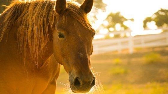 kelly forrister OLL7SNhGeZk unsplash 560x315.jpg68815e1521a80 - تفسير حلم حصان يعضني للمتزوجة: رموز خفية؟