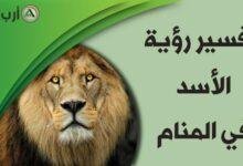 lion in dream.jpg664cd79983e84.jpg687ff838d08f7 220x150 - الأسد الأسود في المنام: رحلة كشف المعاني الخفية