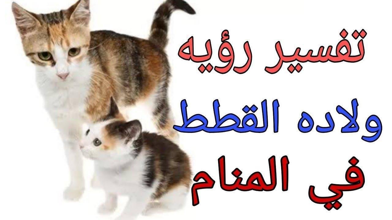 maxresdefault.jpg6633339c6be3d - تفسير حلم قطة ولدت اربع قطط: رمزٌ للحياة الجديدة؟