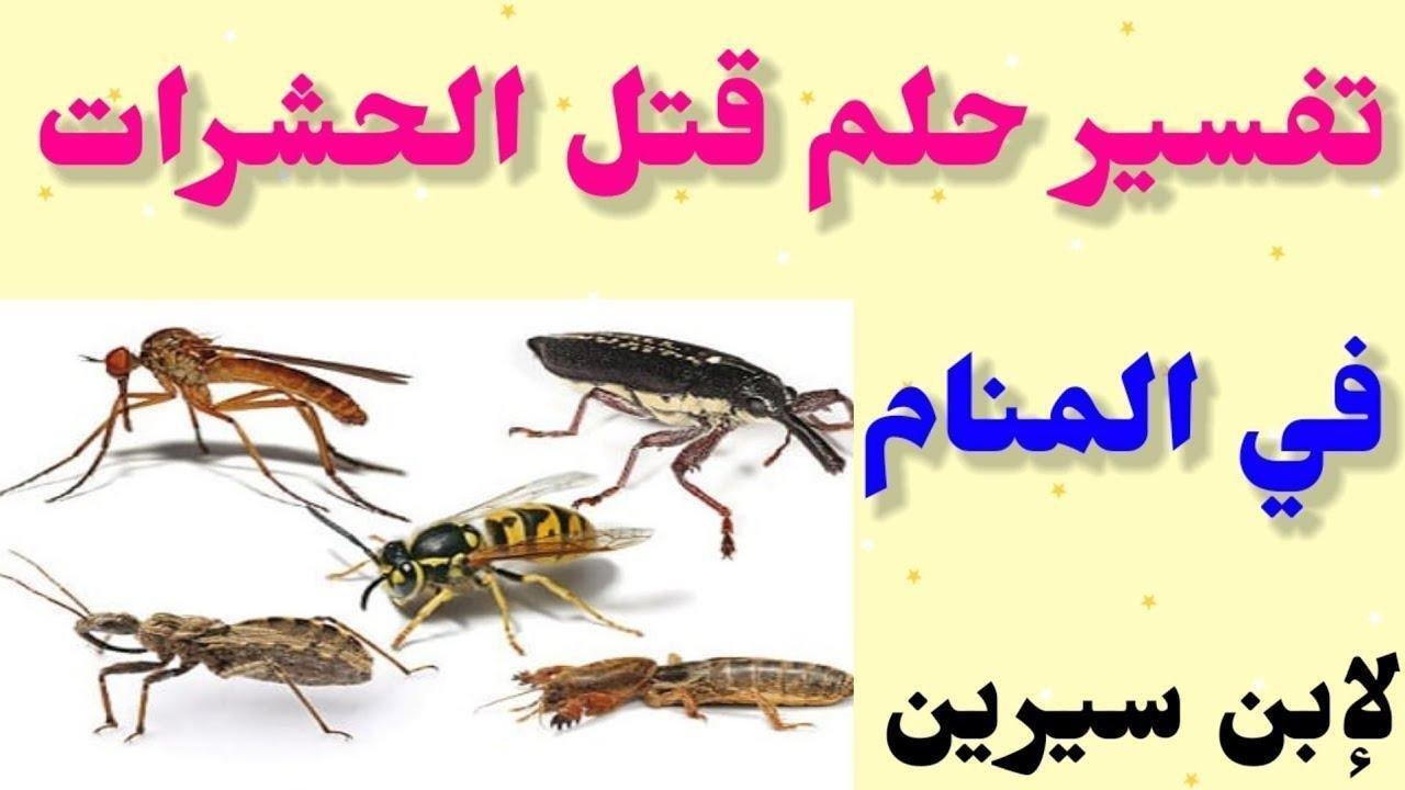 maxresdefault.jpg6634dbfcde46a - تفسير حلم حشرات طائرة في الحمام: رموز خفية؟