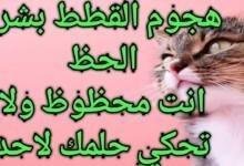 maxresdefault.jpg6634fa32a9126 220x150 - تفسير حلم قطة تأكل طعامي: رمزية مثيرة للاهتمام