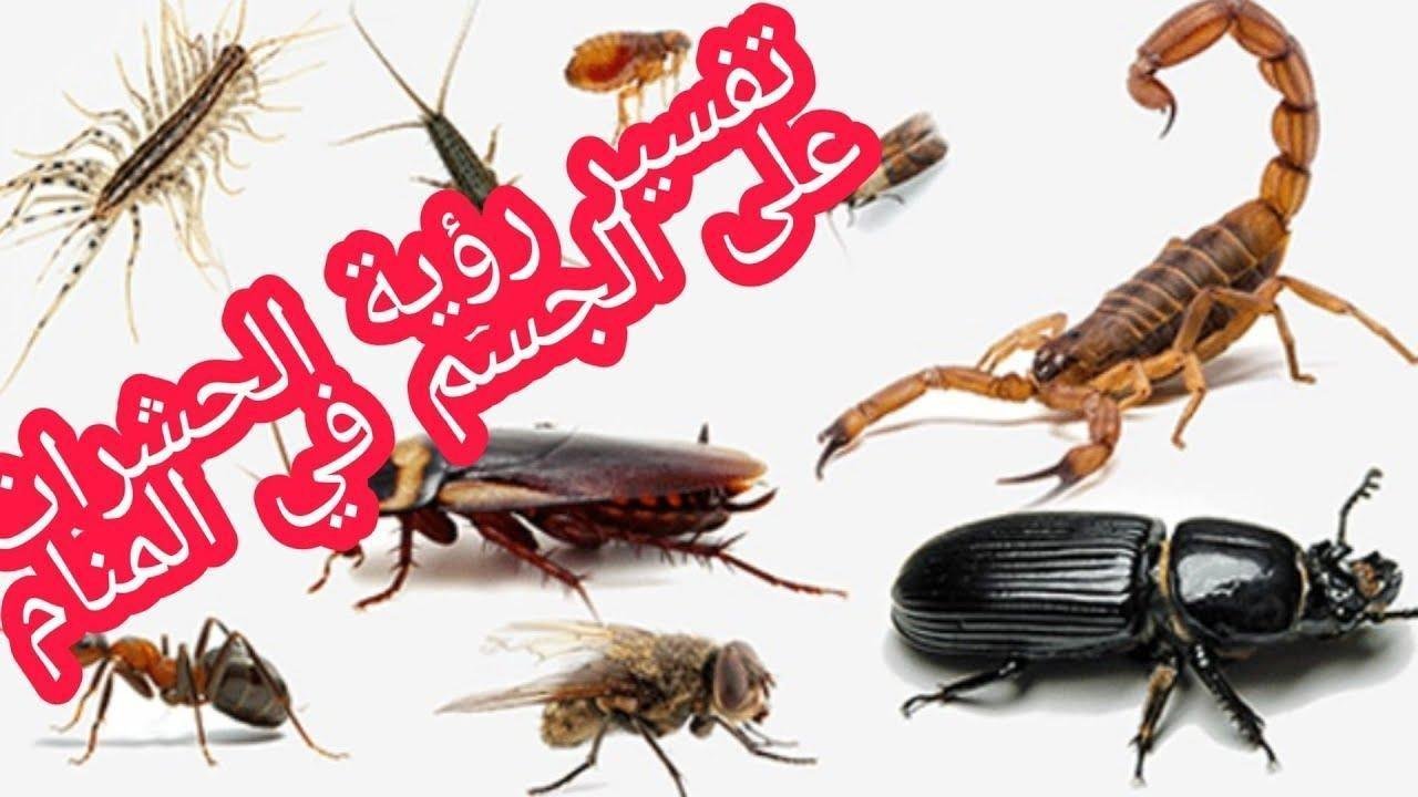 maxresdefault.jpg6649fe39466e9 - تفسير حلم حشرات على الملابس: رسائل خفية للعزباء؟