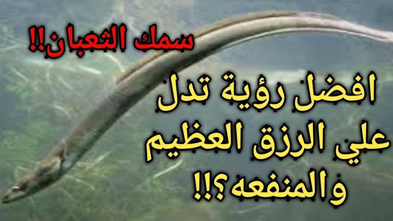 maxresdefault.jpg664b49faf2414 - تفسير حلم ثعبان البحر يهاجمني: رموز من الأعماق