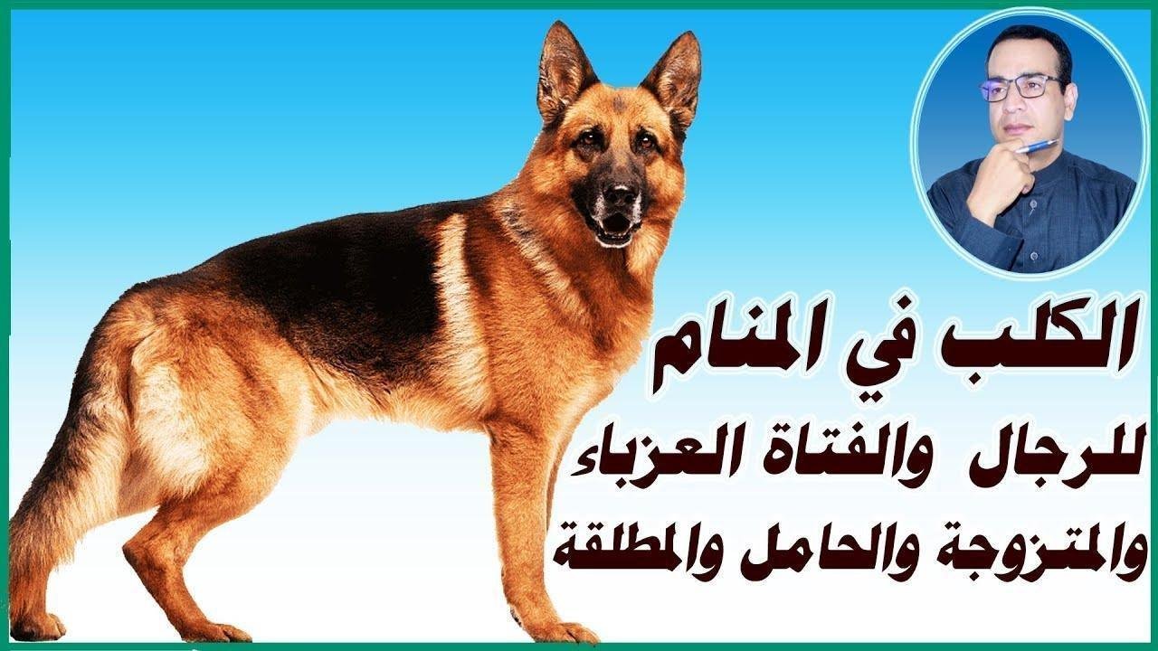 تفسير حلم كلاب زينة: رموزٌ مُدهشة في عالم الأحلام maxresdefault.jpg664f8a9154ae7.jpg688971183c6f0 - تفسير حلم كلاب زينة: رموزٌ مُدهشة في عالم الأحلام