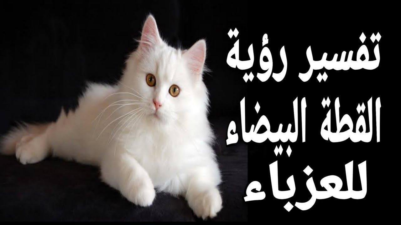maxresdefault.jpg6651dcd8f3237 - تفسير حلم قطة أبيض في أسود: رسائل خفية للعزباء؟