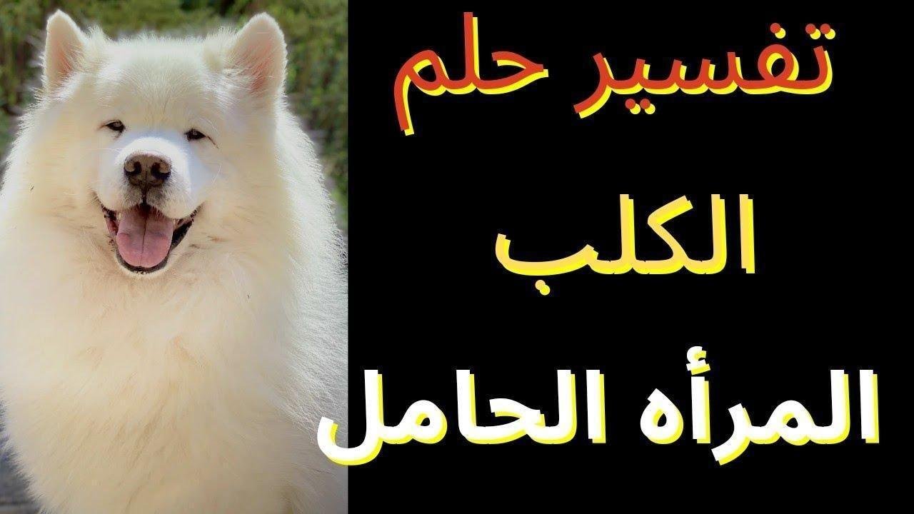 maxresdefault.jpg6652fbf5afa22 - تفسير حلم الكلب للحامل: رمزٌ أم رسالة؟