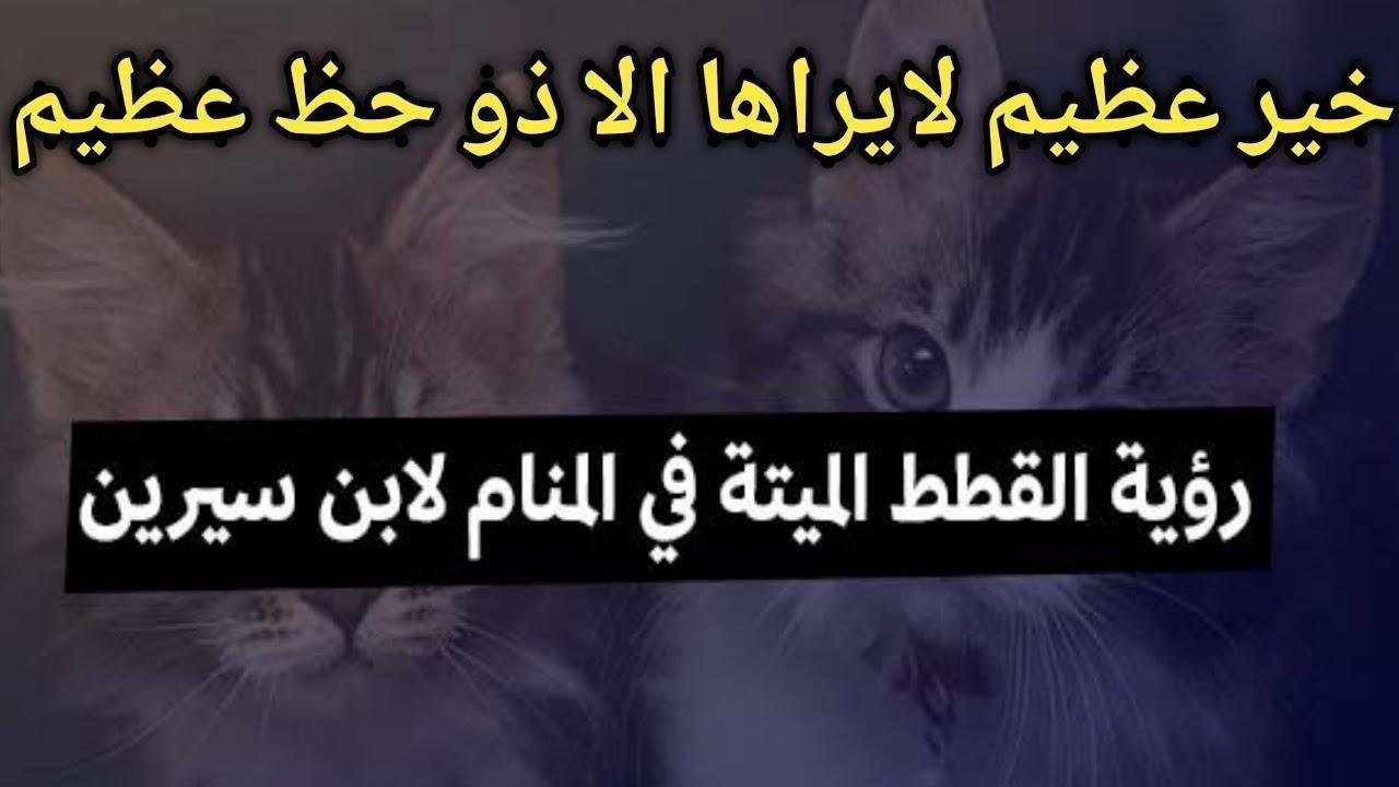 maxresdefault.jpg6653fb623a999.jpg688303fc52297 - تفسير حلم قطة ميتة في المنزل: رموز خفية؟