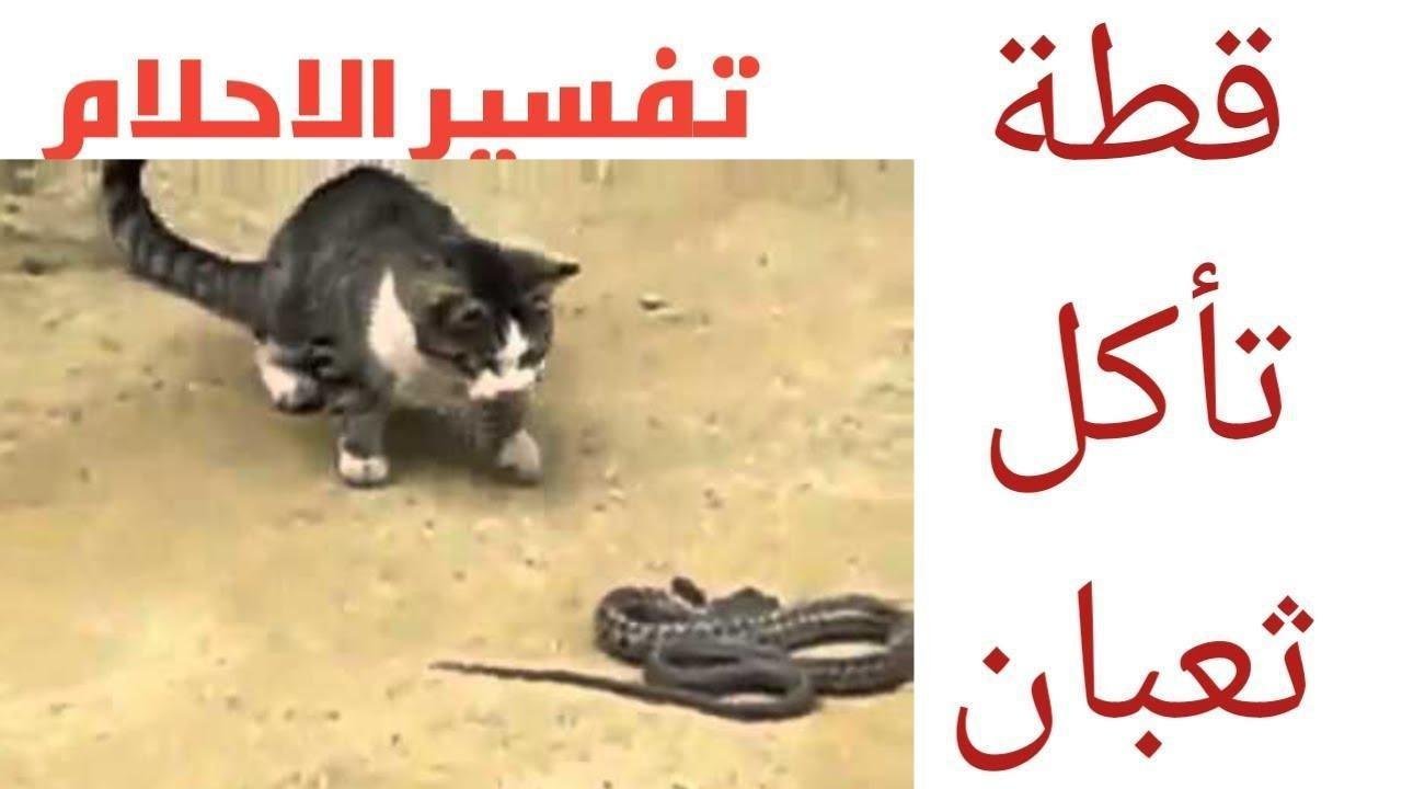 maxresdefault.jpg6654258fdc105 - تفسير حلم ثعبان يبتلع قطة: رموز خفية؟
