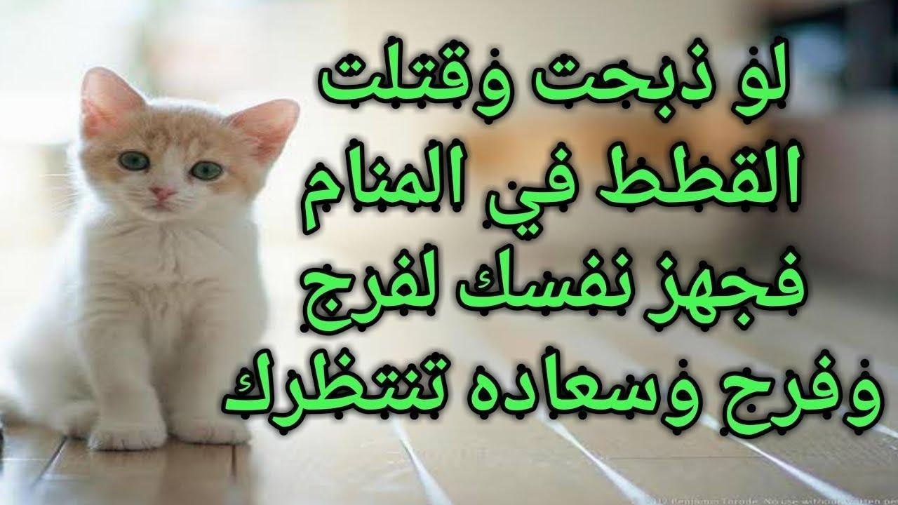 maxresdefault.jpg6656a7f74b64f - تفسير حلم ضرب قطة سوداء: رموز خفية؟