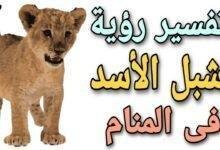 maxresdefault.jpg6657eb10cb164 220x150 - إطعام الأسد الجائع في المنام: رموزٌ مُحيّرة
