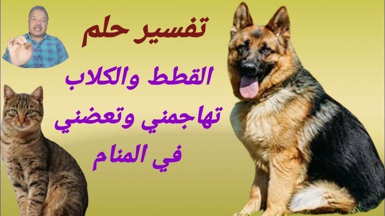 maxresdefault.jpg665bddb4ed606.jpg688b8e99a9e21 - تفسير حلم شخص كلاب: رموز مخفية ونباح الذات