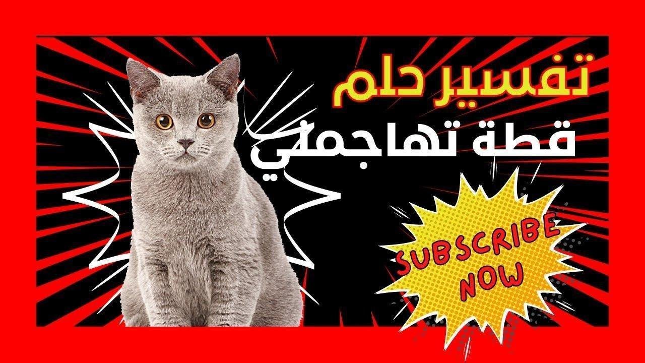 maxresdefault.jpg6660e01a700fa.jpg688bf18c570fe - تفسير حلم ثلاث قطط تهاجمني: رموز خفية؟