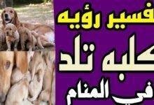 maxresdefault.jpg66775dc0381b2 220x150 - تفسير حلم كلب بيجري ورايا وعضني: رموز خفية؟