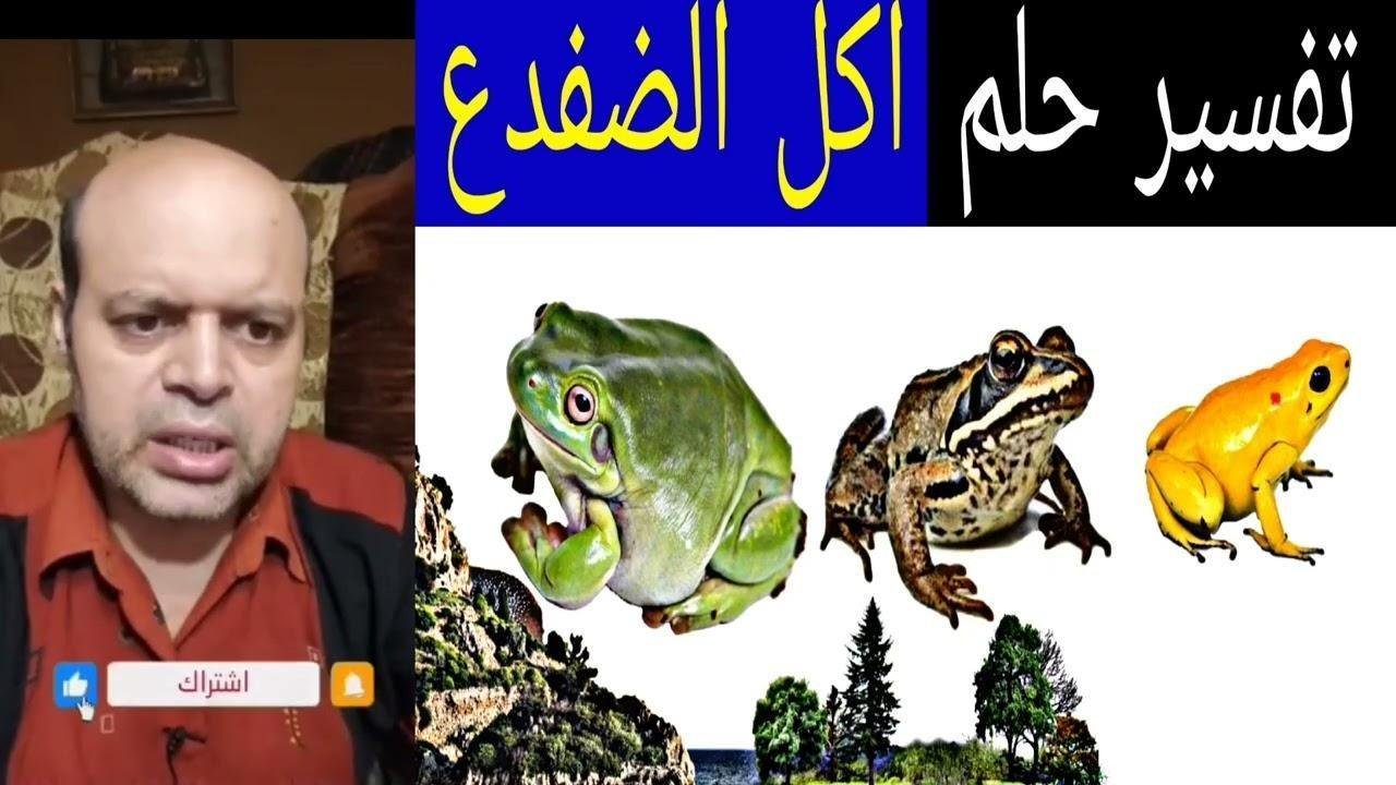 maxresdefault.jpg66f2e026b0bfe - تفسير حلم ثعبان يأكل ضفدع: رموز خفية؟