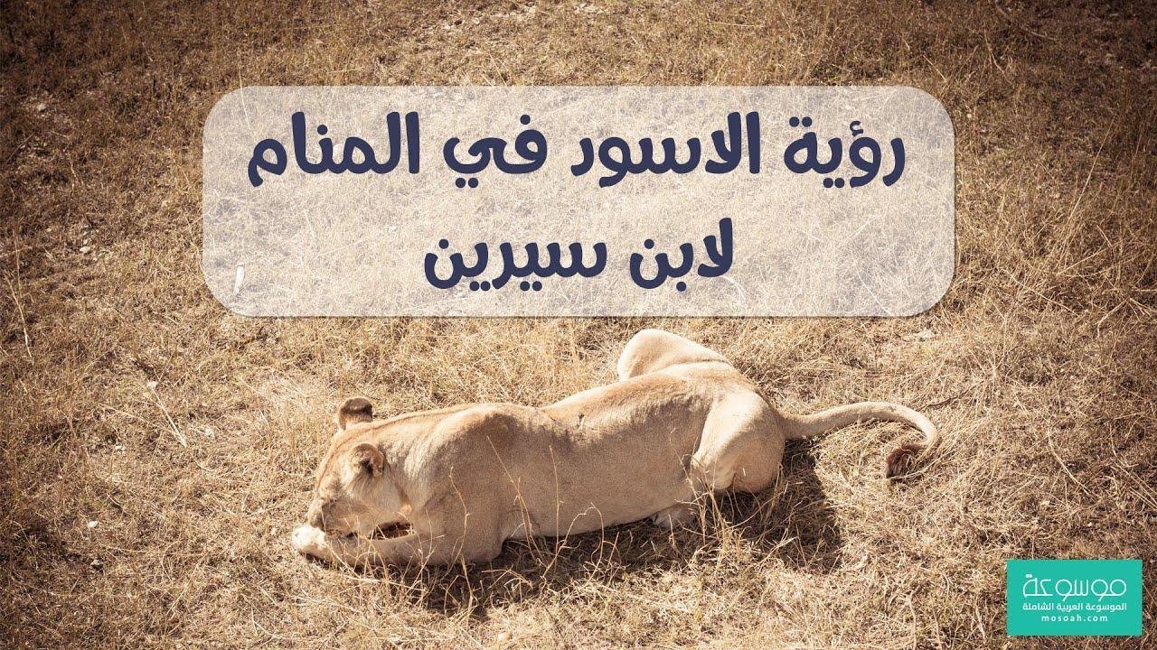 maxresdefault.jpg687fdb16024a9 - غابة الرؤى: ماذا يعني رؤية الأسد في منامك؟