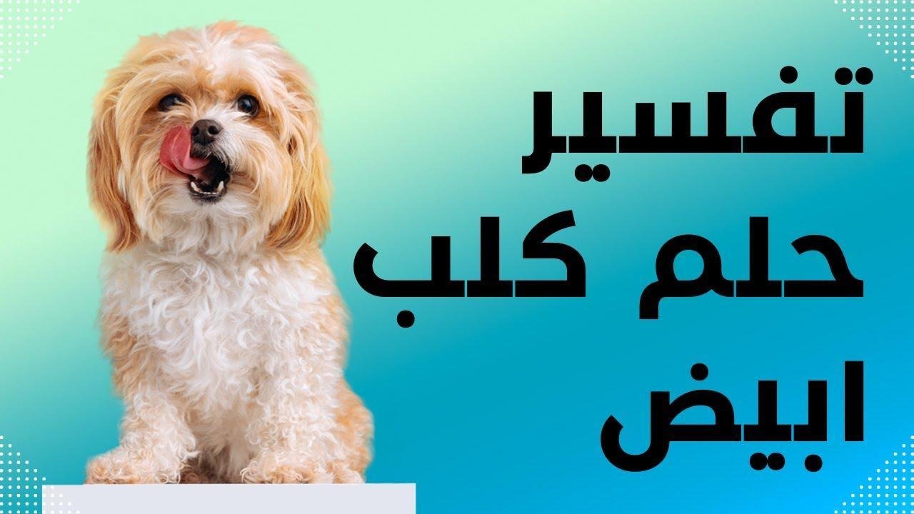maxresdefault.jpg688047e993684 - تفسير حلم الكلاب للمتزوجة: رموز وخفايا