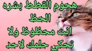 mqdefault.jpg664bb6b5381ec - تفسير حلم قطة عضتني في يدي اليمنى: رسائل خفية للعزباء؟