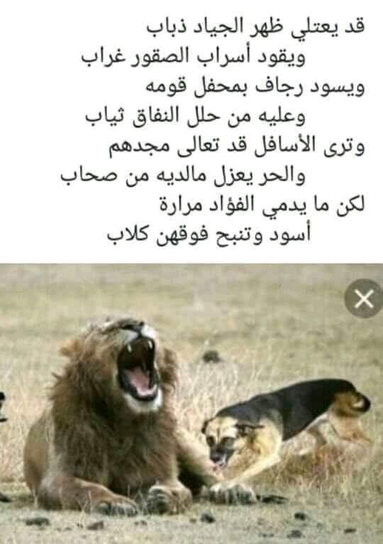 p 15043xadd1 - تفسير حلم رؤية كلاب جميلة: رموز مدهشة وراء الجمال