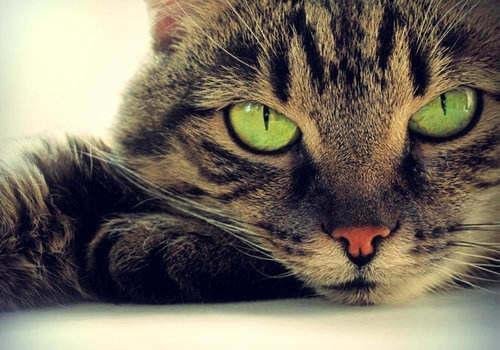 rsz cats 220171210 - تفسير حلم هدية قطة: رمز محير أم بشارة سعيدة؟