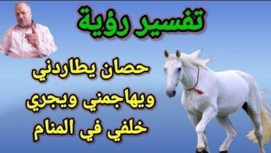 sddefault.jpg6640f11a127dc 390x220 - تفسير حلم حصان ابيض يهاجمني: رمز القوة أم الخوف؟
