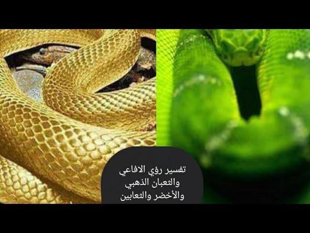sddefault.jpg667e3152221fb - تفسير حلم ثعبان ذهبي للمتزوجه: دلالات ورموز مخفية