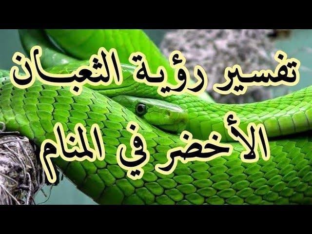 sddefault.jpg67b300ac6842f - تفسير حلم ثعبان اخضر: رموز خفية تكشفها الأحلام