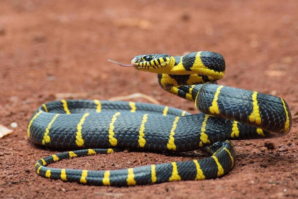 snake1.jpg68863c3f224b6 - تفسير حلم خروج ثعبان من الفرج: رموز ودلالات غامضة
