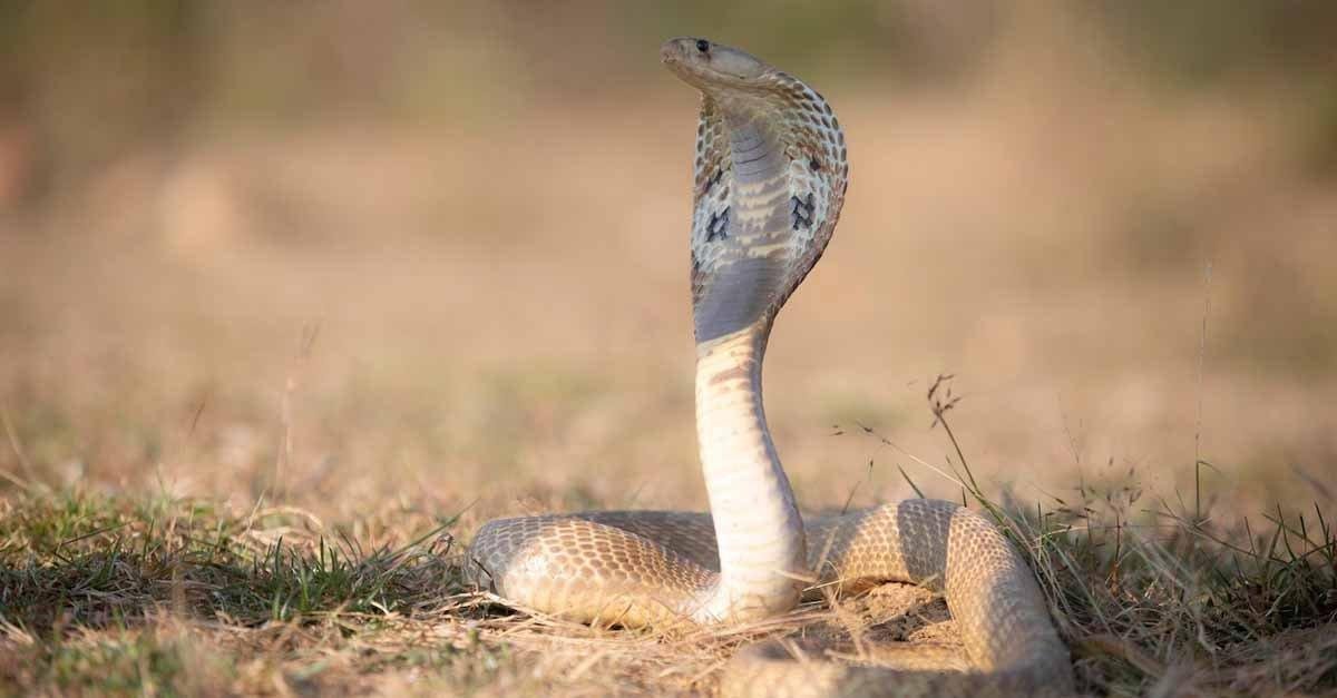 ssvftplldim34 article - تفسير حلم ثعابين تطاردني للرجل: رموز ودلالات مخفية