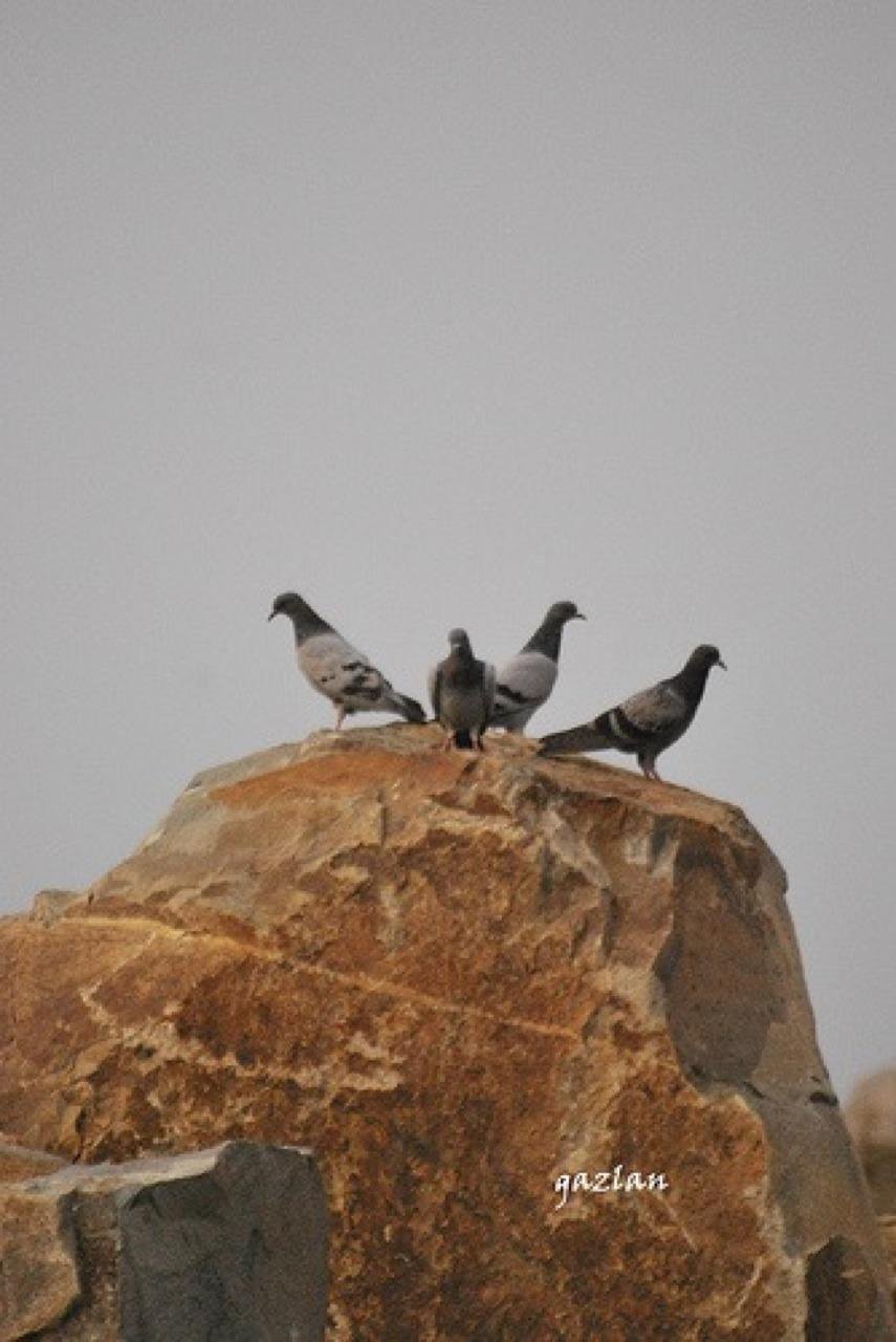 tumblr lx3noaR9O41qas23eo1 1280 - تفسير حلم كلب كبير اسود يهاجمني: رحلة في دروب اللاوعي