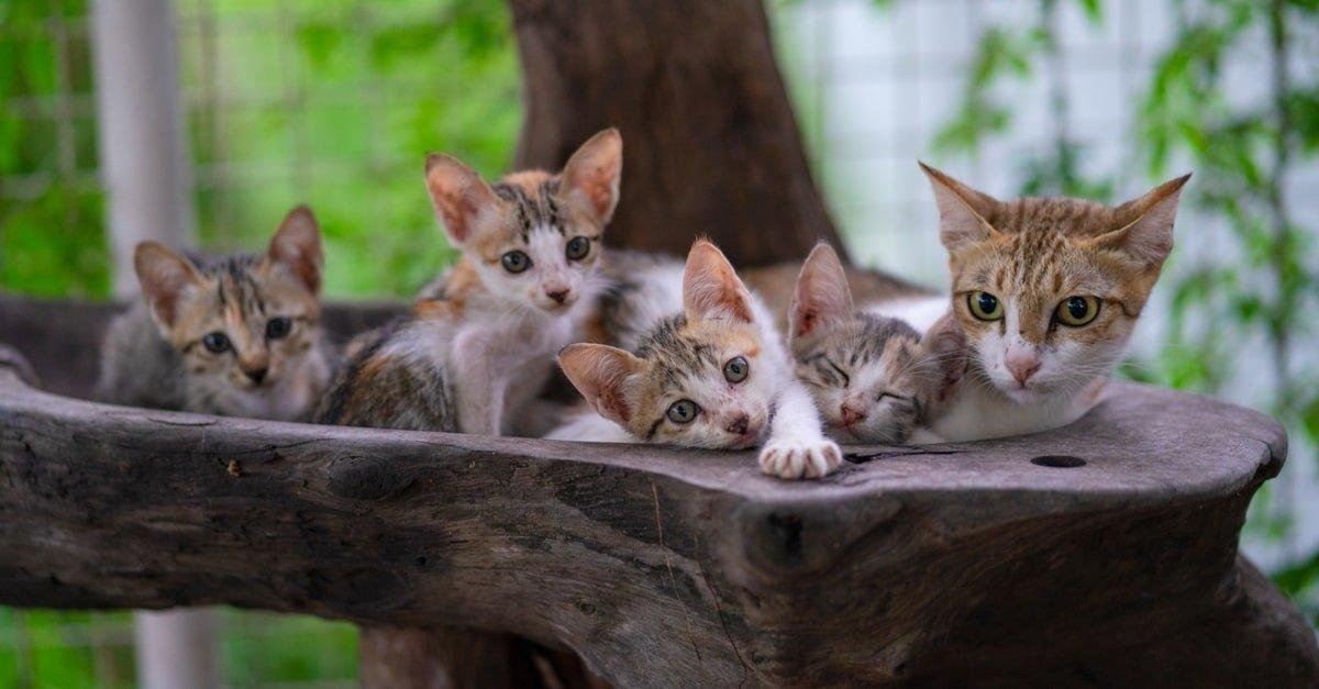 xmmqwppklly14 article.jpg665245156d8e7 - تفسير حلم قطة تحاول دخول البيت: رسائل للعزباء؟