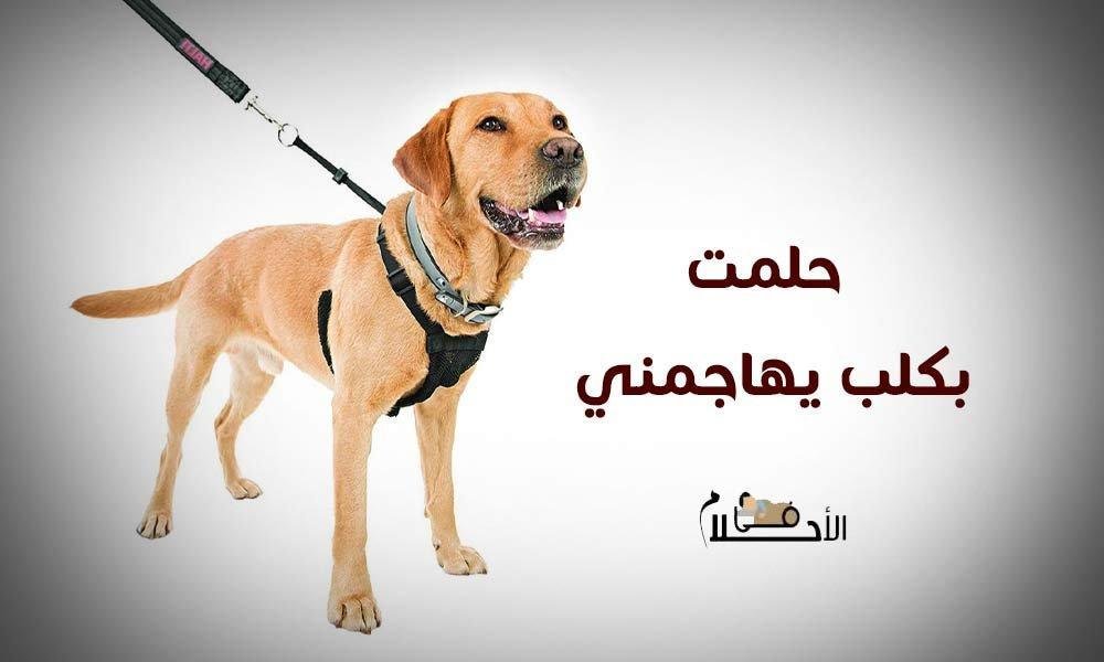 تفسير حلم كلب يعض ثعبان: رموز الخير والشر؟ 25D8 25A7 25D8 25AD 25D9 2584 25D8 25A7 25D9 2585 15 - تفسير حلم كلب يعض ثعبان: رموز الخير والشر؟