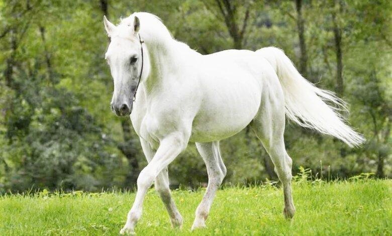 25D8 25A7 25D9 2584 25D8 25AD 25D8 25B5 25D8 25A7 25D9 2586  25D8 25A7 25D9 2584 25D8 25A7 25D8 25A8 25D9 258A 25D8 25B6  25D9 2581 25D9 258A  25D8 25A7 25D9 2584 25D9 2585 25D9 2586 25D8 25A7 25D9 2585 780x470 1.jpg664308ebea519 - تفسير حلم حصان كبير للعزباء: رموز خفية تكشف المستقبل