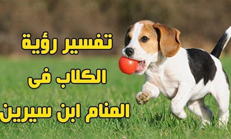 الأسد الهادئ في المنام: ماذا يخبرك حلمك؟ 25D8 25A7 25D9 2584 25D9 2583 25D9 2584 25D8 25A8 25D9 2581 25D9 258A 25D8 25A7 25D9 2584 25D9 2585 25D9 2586 25D8 25A7 25D9 2585 780x470.jpg667eac0b3d9a3 - الأسد الهادئ في المنام: ماذا يخبرك حلمك؟