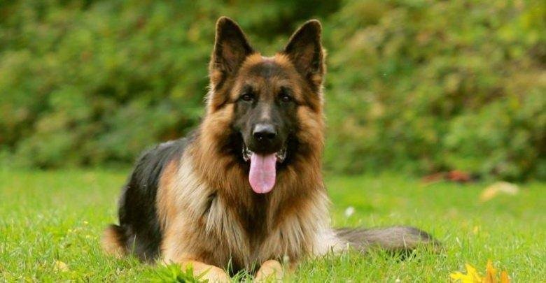 25D8 25AA 25D9 2581 25D8 25B3 25D9 258A 25D8 25B1  25D8 25AD 25D9 2584 25D9 2585  25D9 2583 25D9 2584 25D8 25A8  25D9 2585 25D8 25B3 25D8 25B9 25D9 2588 25D8 25B1  25D9 258A 25D9 2584 25D8 25A7 25D8 25AD 25D9 2582 25D9 2586 25D9 258A - تفسير حلم كلب مسعور يلاحقني: رموز ودلالات مخفية