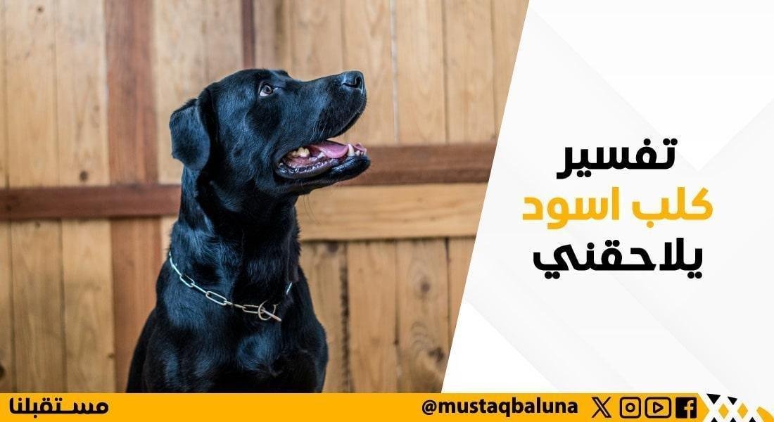 تفسير حلم كلب اسود يلاحقني: رموز ودلالات مخفية 25D8 25AA 25D9 2581 25D8 25B3 25D9 258A 25D8 25B1 25D9 2583 25D9 2584 25D8 25A8 25D8 25A7 25D8 25B3 25D9 2588 25D8 25AF 25D9 258A 25D9 2584 25D8 25A7 25D8 25AD 25D9 2582 25D9 2586 25D9 258A min - تفسير حلم كلب اسود يلاحقني: رموز ودلالات مخفية