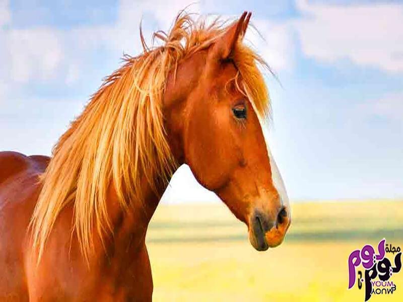 25D8 25AD 25D8 25B5 25D8 25A7 25D9 2586  25D8 25A7 25D8 25B4 25D9 2582 25D8 25B1 - تفسير حلم حصان وجمال: رموز من عالم الأحلام