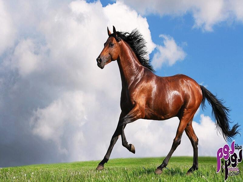 25D8 25AD 25D8 25B5 25D8 25A7 25D9 2586  25D8 25A8 25D9 2586 25D9 258A - تفسير حلم حصان وجمال: رموز من عالم الأحلام